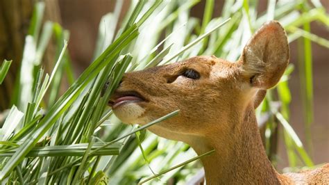 deer resistant shrubs trees   area  tree center