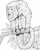 Howler Disegni Tamarin Colorare Scimmie Printable Colouring Monkeys Tamarind Animals Scimmia Coloringhome Fresco Designlooter Immagini Supercoloring 78kb 2134 sketch template