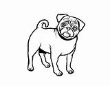 Pug Coloring Dog Pages Colorear Perfect Coloringcrew Dude Dogs Book Template sketch template