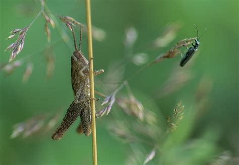 klein kleiner foto bild tiere wildlife insekten bilder auf fotocommunity