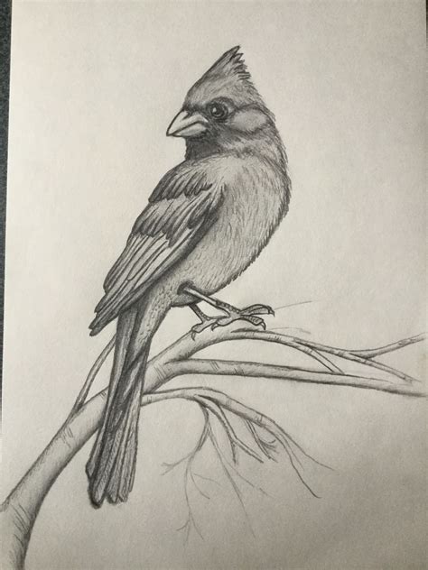 cardinal bird pencil drawing pencil drawings  animals bird