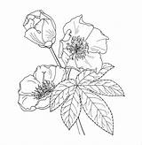 Flower Coloring Pages Pdf Hydrangea Flowers Vector Getdrawings Templates Template Colouring Format Ai Buttercup sketch template