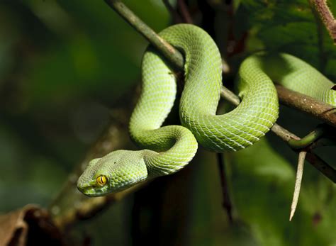 green snake  rain forest perek chira