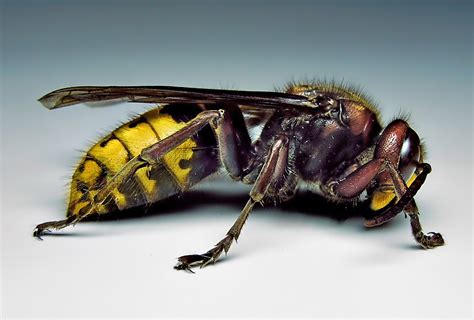 soul hornet stings home remedies