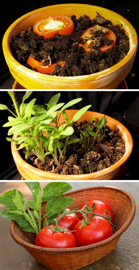 grow tomatoes indoors   pot  seedling  daily indoor