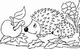 Igel Ausmalbild Colorear Erizos Porcupines Riccio Hedgehog Animali Disegno Malvorlagen Juegan Divierten Aprenden sketch template