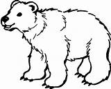 Mewarnai Beruang Binatang Sketsa sketch template