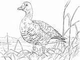 Coloring Goose Pages Greater Printable Animals Drawing Supercoloring Arctic Main Print Taiga Animal Tundra Skip Categories sketch template
