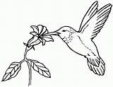 Hummingbird Coloring Pages Flowers Flower Hummingbirds Drawings Print Printable Bird Color Simple Drawing Kids Animal Clip Templates Colors Sketch Popular sketch template