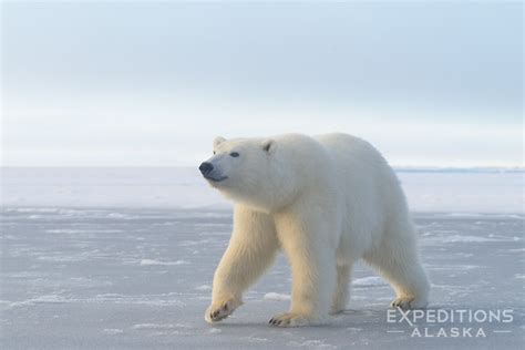 Polar Bear Photo On Ice Beaufort Sea Arctic Ocean Anwr