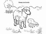 Lamb Sheep Coloring Pages Baby Sheet Kids Printable Getcolorings sketch template