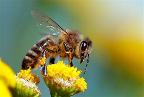 honey bees wild bees   key pollinators   species