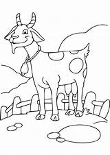 Goat Coloring Pages Worksheets Funny Animals Parentune Printable Kids sketch template