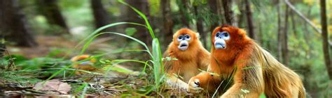 golden snub nosed monkey china wildlife guide