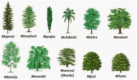 swahili land aina za miti types  trees