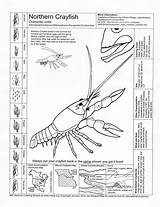 Crawfish Crayfish Boil Template sketch template