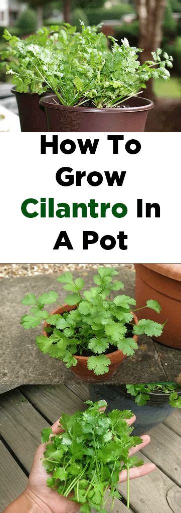 grow cilantro   pot container gardening vegetables home
