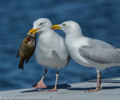 photographing herring seagulls sharing  bluegill   nancybirdphotographycom