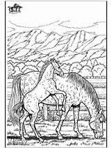 Coloring Pferde Malvorlagen Horses Pferd Caballo Ausdrucken Cavalli Ausmalen Cheval Paard Caballos Cavalos Cavallo Malvorlagenkostenlos Wildpferde Colorare Dibujos Paarden Kleurplaten sketch template