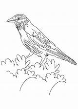 Hawk Coloring Pages Tony Red Printable Getcolorings Getdrawings Tailed sketch template