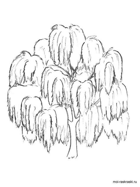 willow tree coloring pages  kids  printable willow tree