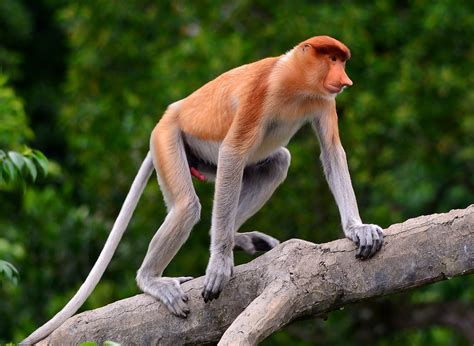 proboscis monkey younger male   climbing mission   flickr