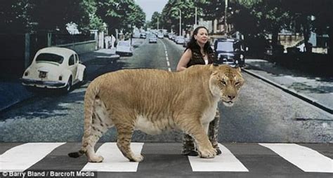Imagine Cat Food Bill For Hercilues Biggest Cat In The World
