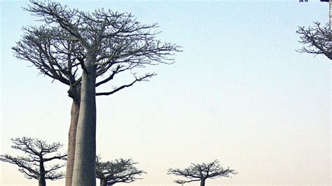 Madagascar S Bid To Save Its Majestic Baobab Trees Cnn