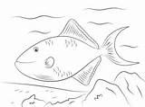 Pez Ballesta Trigger Dientes Rojos Baliste Triggerfish Supercoloring Balistes sketch template