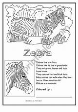 Zebra Worksheet Coloring Worksheets Preview Hagar Teaching Resources Other Eslprintables sketch template