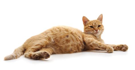 causes of wet vaginas on cats