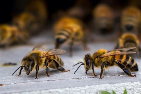 drones   honey bee colony drone hd wallpaper regimageorg
