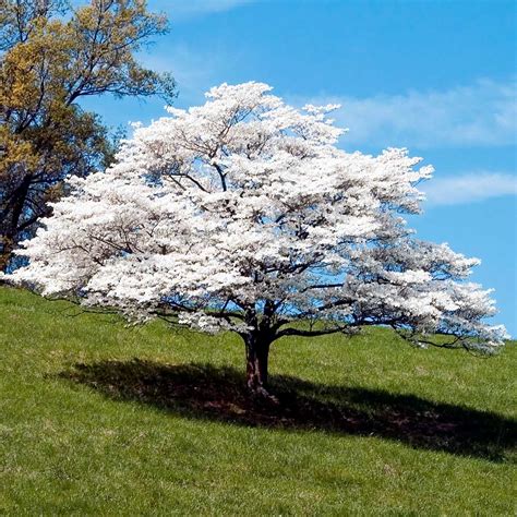 white flowering dogwood trees  sale fastgrowingtreescom