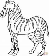 Zebra Coloring Pages Color Kids Animals Printable Print sketch template