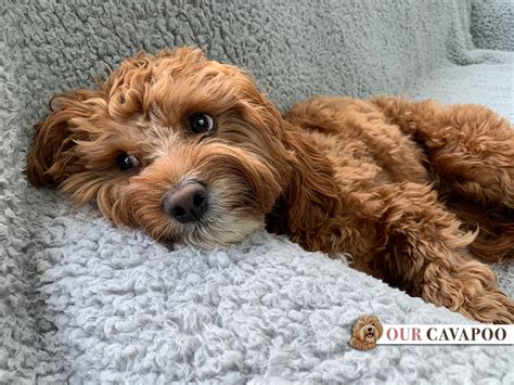 should you let your cavapoo share your bed and sleep with you our