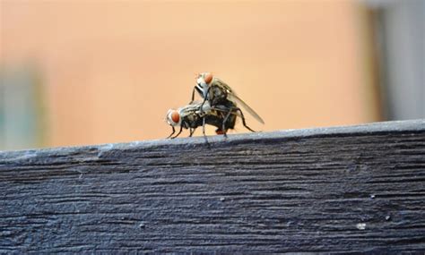 foto lalat kawin kumpulan gambar dan foto kualitas hd moth dan insects