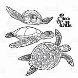 Hawksbill Tartaruga Tatuaggio Colorare Graphic Tartarughe Collezione Disegni Turtles 123rf sketch template
