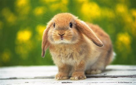 bunny rabbits images bunnies hd wallpaper  background