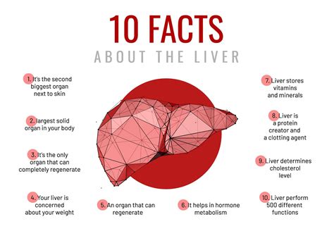 liver facts  poly wireframe human body organs facts healthcare