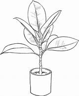 Ficus Coloring Pages Drawing Plant Printable Easy Da Var Superba Choose Supercoloring Board sketch template