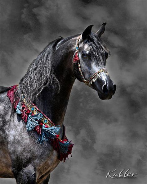 images  arabian horses  pinterest horses  sale grey