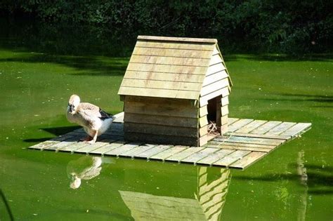 pros  cons  ducks   homestead duck house plans duck house diy duck house