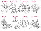 Vegetables Vegetais Legumes Salade Celery Outl sketch template