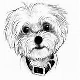 Maltese Dog Drawing Puppy Drawings Dogs Cute Coloring Portrait Puppies Kitty Animal Baby Google Tattoo Desenho Bichon Maltes Cani Perro sketch template