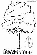 Pear Tree Coloring Pages sketch template