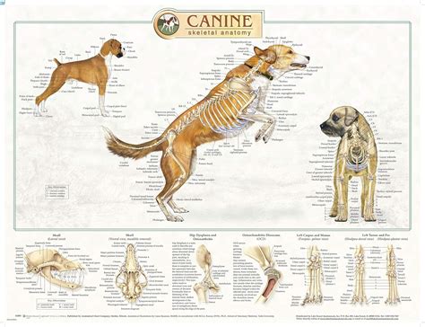 canine anatomy complete set   charts buy  set  save amazon