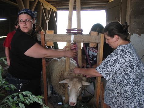 viking preparedness sheep shearing sisters
