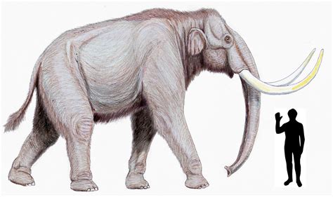 your favorite mammoth mastodon pictures