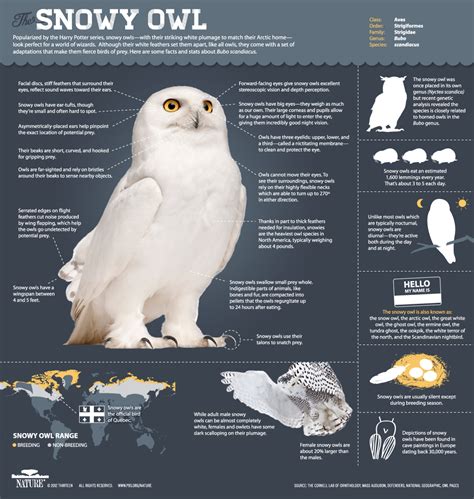 magic   snowy owl infographic   snowy owls nature pbs