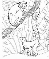 Lemur Coloring Pages Tailed Ring Animals Zoo Printable Print Color Rain Forest sketch template
